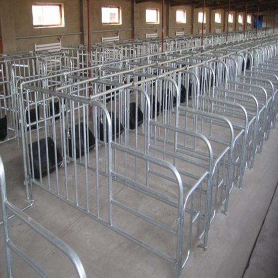Pig Farm Equipment Made by Galvanized Steel Pipe
