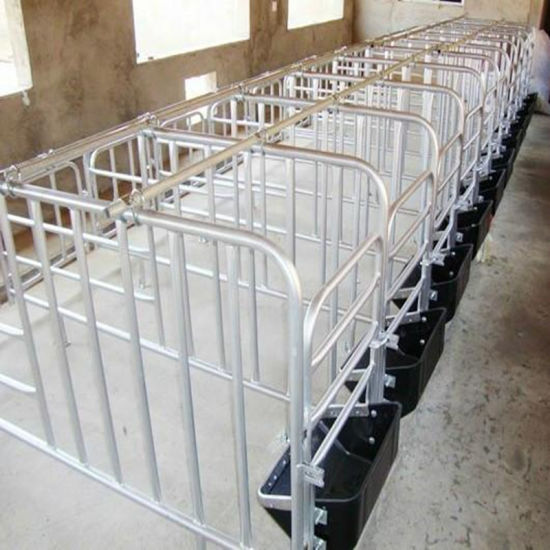 Sow Cultivation Equipment Sow Crate with Manger